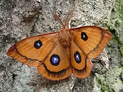 Aglia tau (Saturniidae, Agliinae)