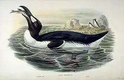 A summer Great Auk tilts its head back, swallowing a fish.