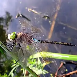 Anax parthenope