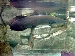 Arapaima al Manila Ocean Park