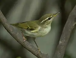 Phylloscopus borealis