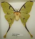 Argema mimosae (Saturniidae)