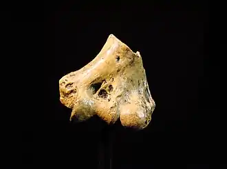 Fossile di Australopithecus anamensis