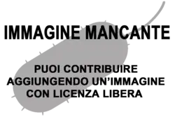 Immagine di Halococcus mancante