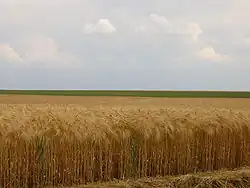 Le pianure della Beauce (clima oceanico)