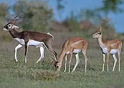 Antilopi Blackbuck