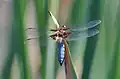 Libellula depressa