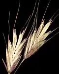 Bromus arvensis