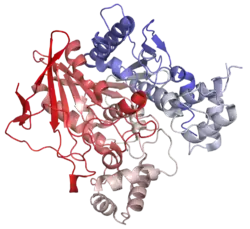 Modello tridimensionale dell'enzima