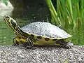 Trachemys scripta