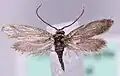 Cauchas breviantennella (Adelidae)