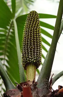 Cono maschile di Ceratozamia mexicana