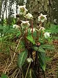 Chimaphila japonica