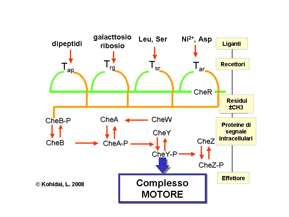Regolazione del recettore
