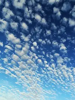 Altocumulus floccus