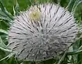 Cirsium eriophorum