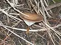 Clitocybe costata