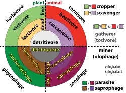 Categorie di consumatori basate sul materiale mangiato (pianta: le sfumature verdi sono vive, le sfumature marroni sono morte; animale: le sfumature rosse sono vive, le sfumature viola sono morte; o particolato: sfumature grigie) e la strategia di alimentazione (raccoglitore: tonalità più chiara di ciascun colore; minatore: tonalità più scura di ciascun colore).