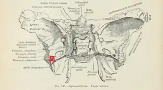 visione craniale dello sfenoide, che ne coglie la superficie endocranica.