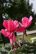Cultivar di Ciclamino