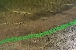 Colonie di cianobatteri al limite della battigia.