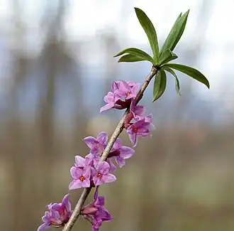 Mezereo