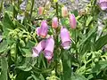 Digitalis thapsi