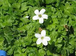 Ellisiophyllum pinnatum