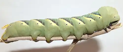 Acherontia atropos (Sphingidae, Sphinginae)