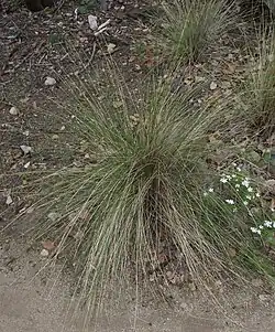 Achnatherum speciosum