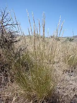 Achnatherum thurberianum