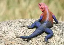 Agama agama Agamidae