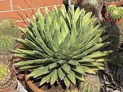 Agave victoriae-reginae