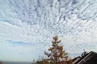 Altocumulus translucidus : questa varietà si presenta spesso anche in congiunzione con le specie Altocumulus stratiformis e Altocumulus lenticularis.