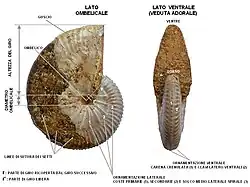 Taramelliceras sp. (Madagascar). Collezione privata. Nella seconda immagine, un esempio di ammonite con ornamentazione particolarmente ricca. L'esemplare presenta il guscio in gran parte conservato; sulla parte decorticata sono visibili le linee di sutura dei setti del fragmocono. Si tratta di un'ammonite del genere Taramelliceras (Giurassico Superiore del Madagascar). Dimensioni: 7,0&nbsp;cm (diametro massimo) x 2,2&nbsp;cm (larghezza massima). La conchiglia è fortemente involuta, con giro compresso e area ombelicale molto ridotta. L'ornamentazione comprende coste principali (che decorrono lungo tutto il fianco) e coste secondarie (decorrenti a partire da un solco medio-laterale spirale), che terminano in posizione latero-ventrale con una clave (nodo allungato). Il ventre presenta una carena crenulata (costituita da una serie di clavi).