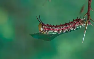 Anisota virginiensis (Saturniidae, Ceratocampinae)