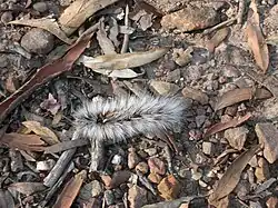 Anthela varia (Anthelidae, Anthelinae)