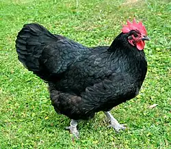 Gallina nera