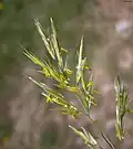 Bromus erectus