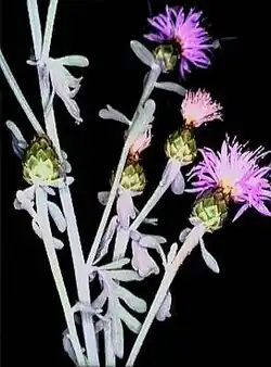 Centaurea busambarensis