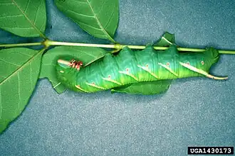 Ceratomia undulosa (Sphingidae, Sphinginae)