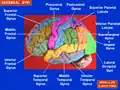La circonvoluzione temporale superiore evidenziata in giallo. Visione laterale dell'emisfero cerebrale sinistro.