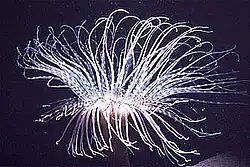 Cerianthus filiformis (Cerianthidae)