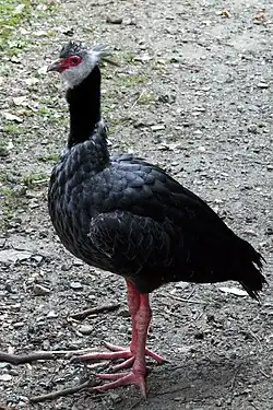 Un kamichi settentrionale