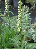 Digitalis micrantha