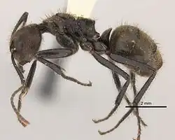 Dolichoderus bidens