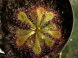 Drosera dielsiana