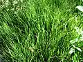 Equisetum scirpoides