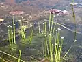 L'Eriocaulon aquaticum cresce immerso nell'acqua.