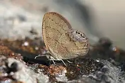 Cyllopsis gemma Satyrinae